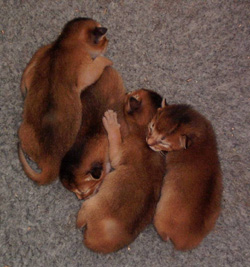 Tawny abyssinian kittens 1week