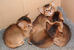 Abyssinian