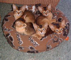 Abyssinian